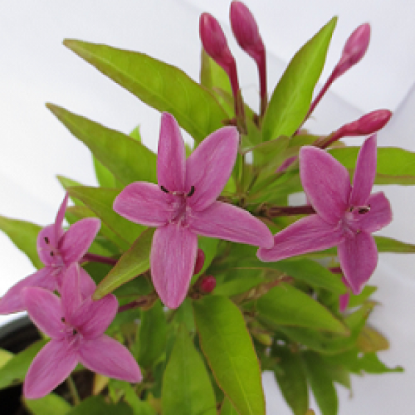 Tagar Pink Plant - Crape Jasmine, Tabernaemontana, Chandani plant